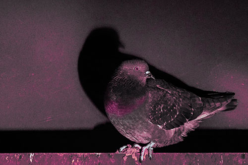 Shadow Casting Pigeon Perched Among Steel Beam (Purple Tint Photo)