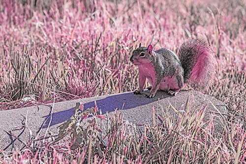 Shadow Casting Squirrel Sitting Atop Concrete Drain (Purple Tint)
