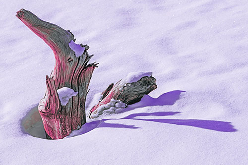 Shadow Casting Tree Trunk Waving Among Snow (Purple Tint)