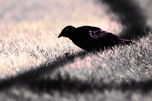 Shadow Standing Grackle Bird Leaning Forward On Grass (Purple Tint Photo)