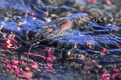 Shallow Submerged Crayfish Keeping Watch Among River (Purple Tint Photo)