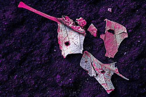 Shattered Leaf Face Separating Atop Pavement (Purple Tint)