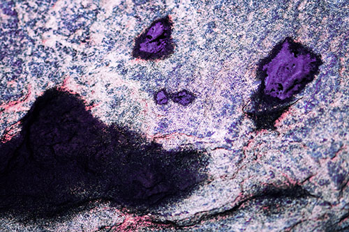 Shocked Puddle Face Drying Among Rock Surface (Purple Tint)