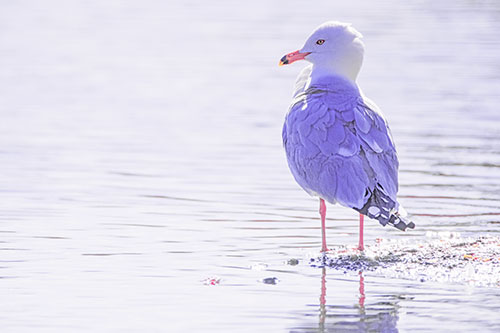 Shore Standing Seagull Watches Across Lake (Purple Tint)