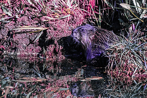 Shy Muskrat Sits Among Shallow Stream (Purple Tint)