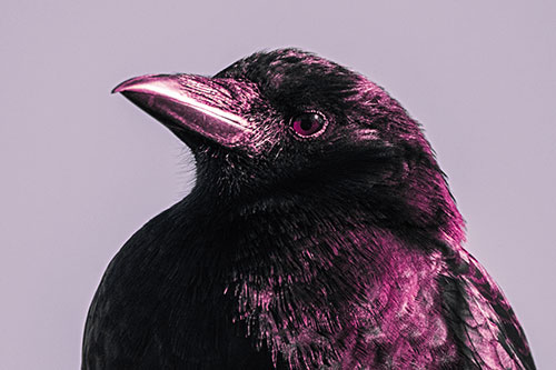 Side Glancing Crow Among Sunlight (Purple Tint Photo)