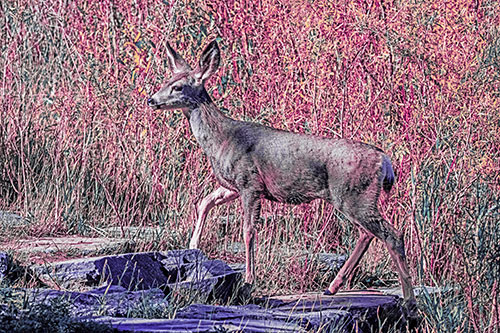 Side Glancing Mule Deer Walking Up Stepping Stones (Purple Tint)