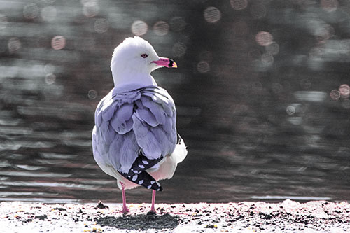 Sideways Glancing Seagull Observing Lake Surroundings (Purple Tint)