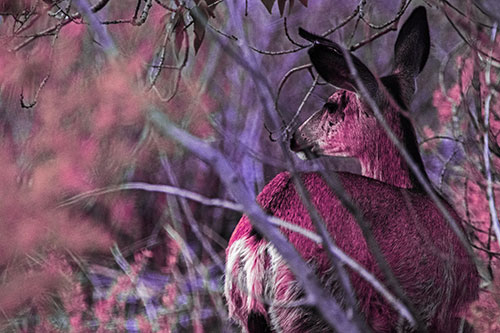 Sideways Glancing White Tailed Deer Beyond Tree Branches (Purple Tint Photo)