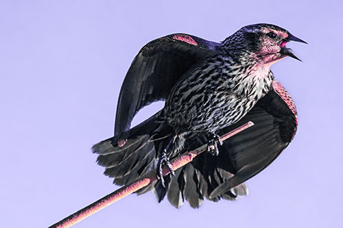 Singing Female Red Winged Blackbird Gripping Broken Cattail (Purple Tint)