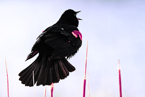 Singing Red Winged Blackbird Atop Cattail Branch (Purple Tint Photo)