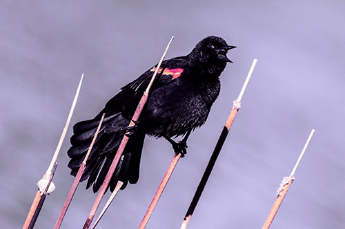 Singing Red Winged Blackbird Gripping Ahold Between Leaning Cattail Branches (Purple Tint)