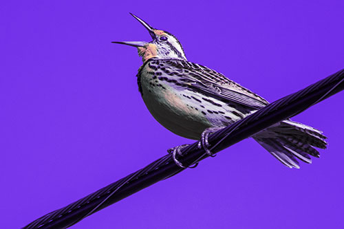 Singing Western Meadowlark Perched Atop Powerline Wire (Purple Tint Photo)