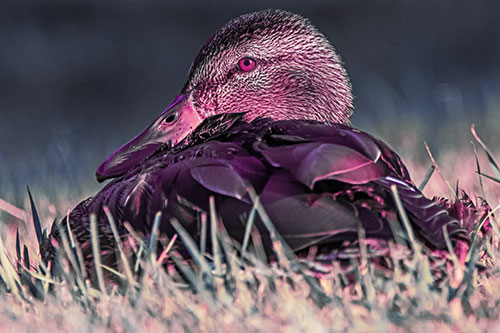 Sitting Mallard Duck Resting Among Grass (Purple Tint Photo)