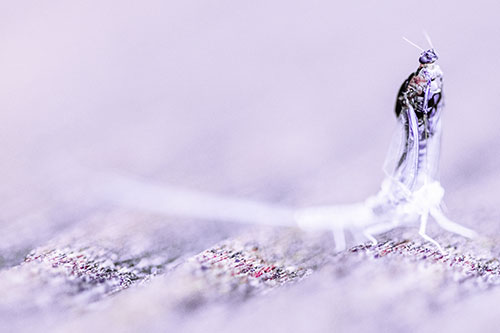 Skin Shedding Mayfly Rises Upwards (Purple Tint)