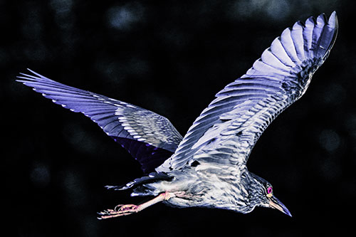Skittish Black Crowned Night Heron Flying Towards Seclusion (Purple Tint)