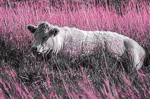 Sleeping Cow Resting Among Grass (Purple Tint)