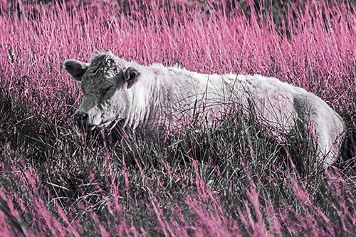 Sleeping Cow Resting Among Grass (Purple Tint Photo)