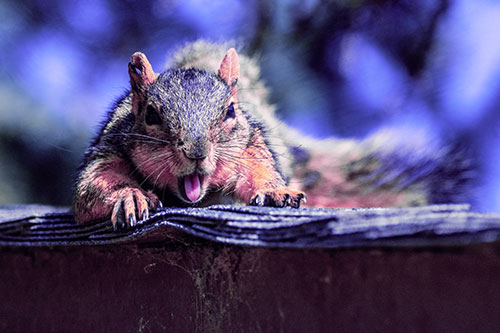 Sleepy Squirrel Yawning Among Rooftop (Purple Tint)
