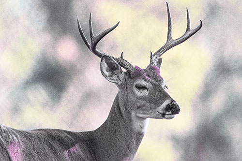Sleepy White Tailed Deer Dreaming Among Trees (Purple Tint)