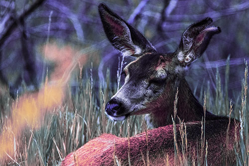 Sleepy White Tailed Deer Enjoying Happy Dreams (Purple Tint Photo)