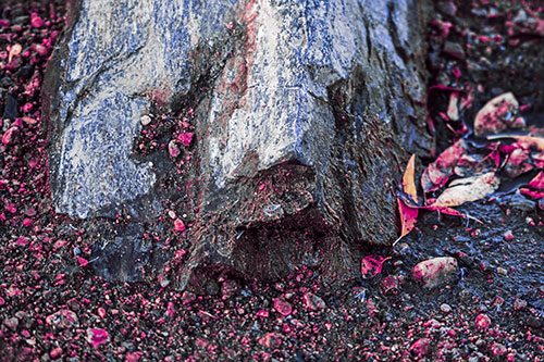 Slime Covered Rock Face Resting Along Shoreline (Purple Tint Photo)