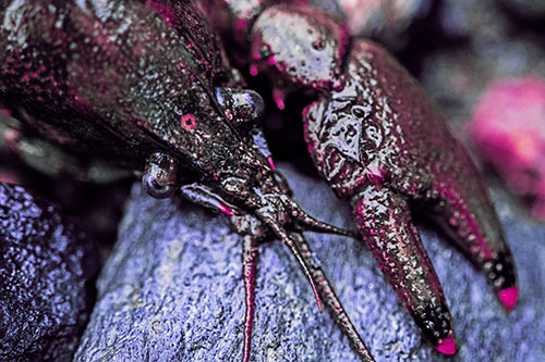 Slimy Crayfish Rests Claw Beside Head (Purple Tint Photo)