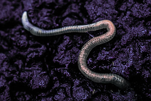 Slimy Earthworm Stuck Between Damp Pavement Crevice (Purple Tint)