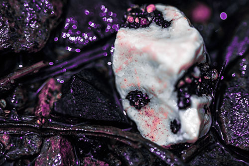 Slimy Extraterrestrial Alien Faced Rock Head (Purple Tint Photo)