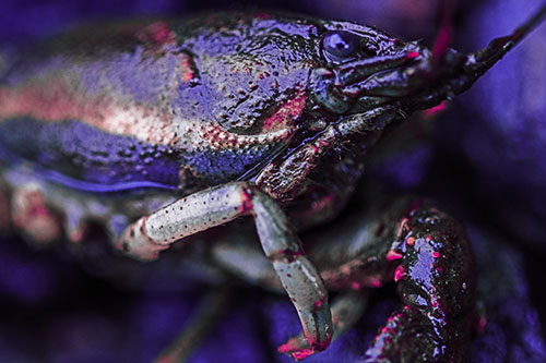 Slimy Wet Bulging Eyed Crayfish (Purple Tint Photo)