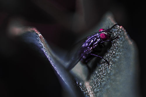 Sloping Cluster Fly Hangs Onto Leaf Petal (Purple Tint)