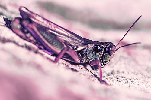Sloping Grasshopper Enjoying Sunshine Among Tree Stump (Purple Tint Photo)