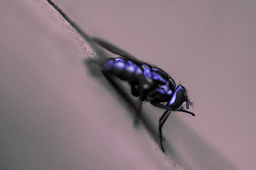 Sloping Perched Cluster Fly Cleaning Itself (Purple Tint)