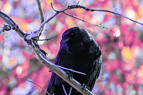 Sloping Perched Crow Glancing Downward Atop Tree Branch (Purple Tint Photo)