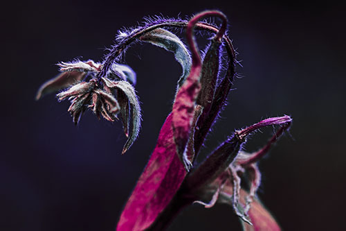 Slouching Hairy Stemmed Weed Plant (Purple Tint Photo)