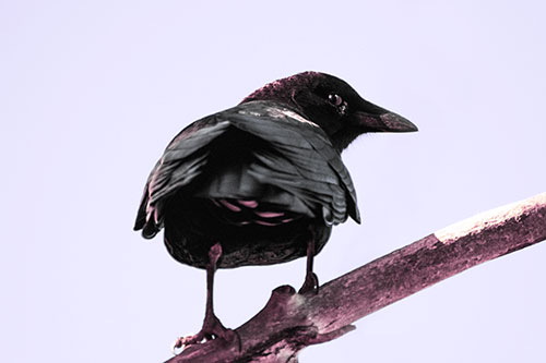 Sly Eyed Crow Glances Backward Among Tree Branch (Purple Tint Photo)