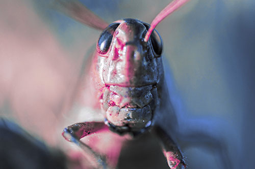 Smiling Grasshopper Enjoying Sunshine (Purple Tint)