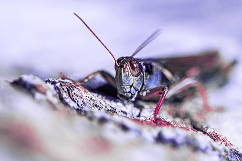 Smiling Grasshopper Grabbing Ahold Tree Stump (Purple Tint Photo)