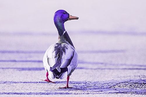 Smiling Mallard Duck Walking Down Sidewalk (Purple Tint Photo)