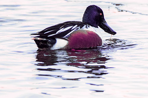 Smiling Northern Shoveler Duck Swimming Calm River Water (Purple Tint Photo)