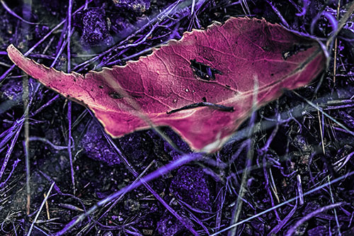 Smirking Fish Shaped Leaf Face Among Sticks (Purple Tint Photo)