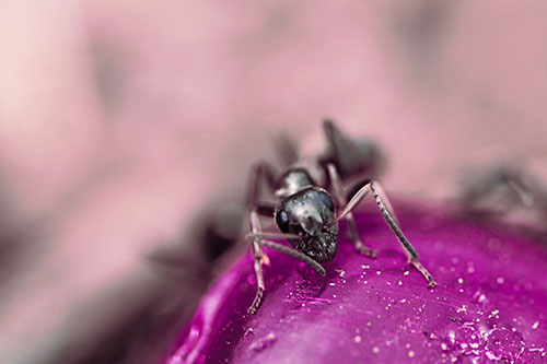 Snarling Carpenter Ant Guarding Sugary Treat (Purple Tint Photo)