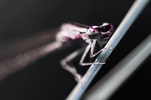 Snarling Damselfly Hangs Onto Grass Blade (Purple Tint)