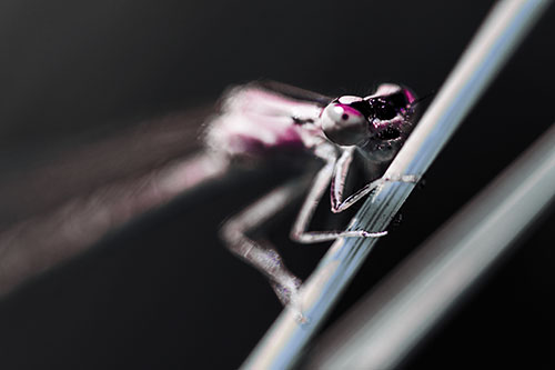 Snarling Dragonfly Hangs Onto Grass Blade (Purple Tint Photo)
