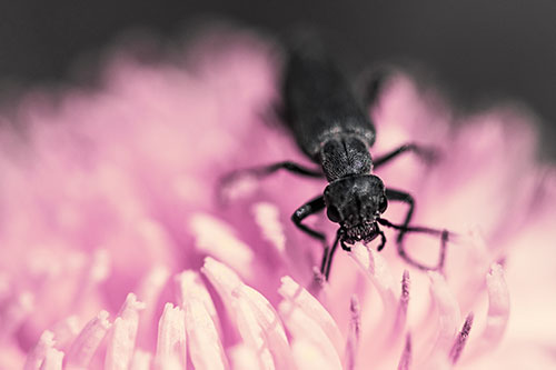 Snarling Oedemera Beetle Eating Dandelion Pollen (Purple Tint)