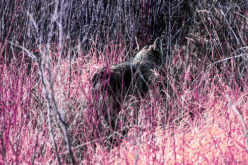 Sneaking Coyote Hunting Through Trees (Purple Tint Photo)