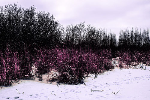Snow Covered Tall Grass Surrounding Trees (Purple Tint Photo)