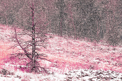Snow Covers Dead Christmas Tree (Purple Tint Photo)