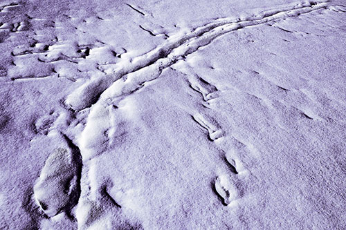 Snow Drifts Cover Footprint Trails (Purple Tint Photo)