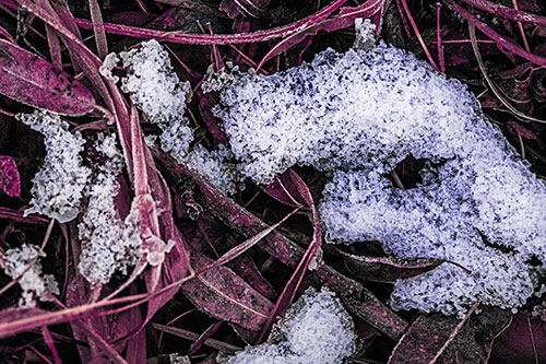 Snow Face Rests Atop Frost Covered Leaves (Purple Tint)